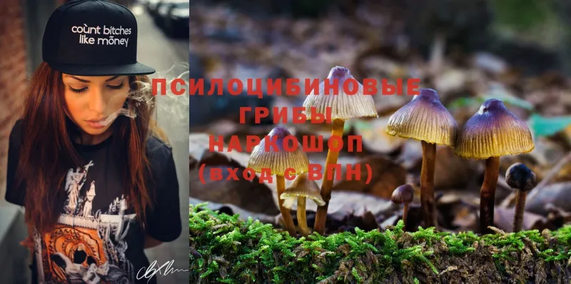 Псилоцибиновые грибы Psilocybine cubensis  где продают наркотики  Кингисепп 